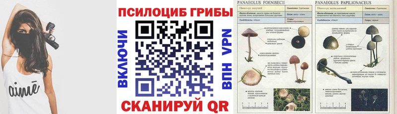 Купить  Дятьково  Псилоцибиновые грибы Psilocybine cubensis 